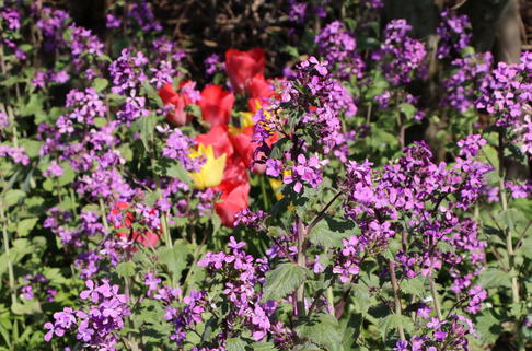 Zweijähriger-Silberling - Lunaria annua