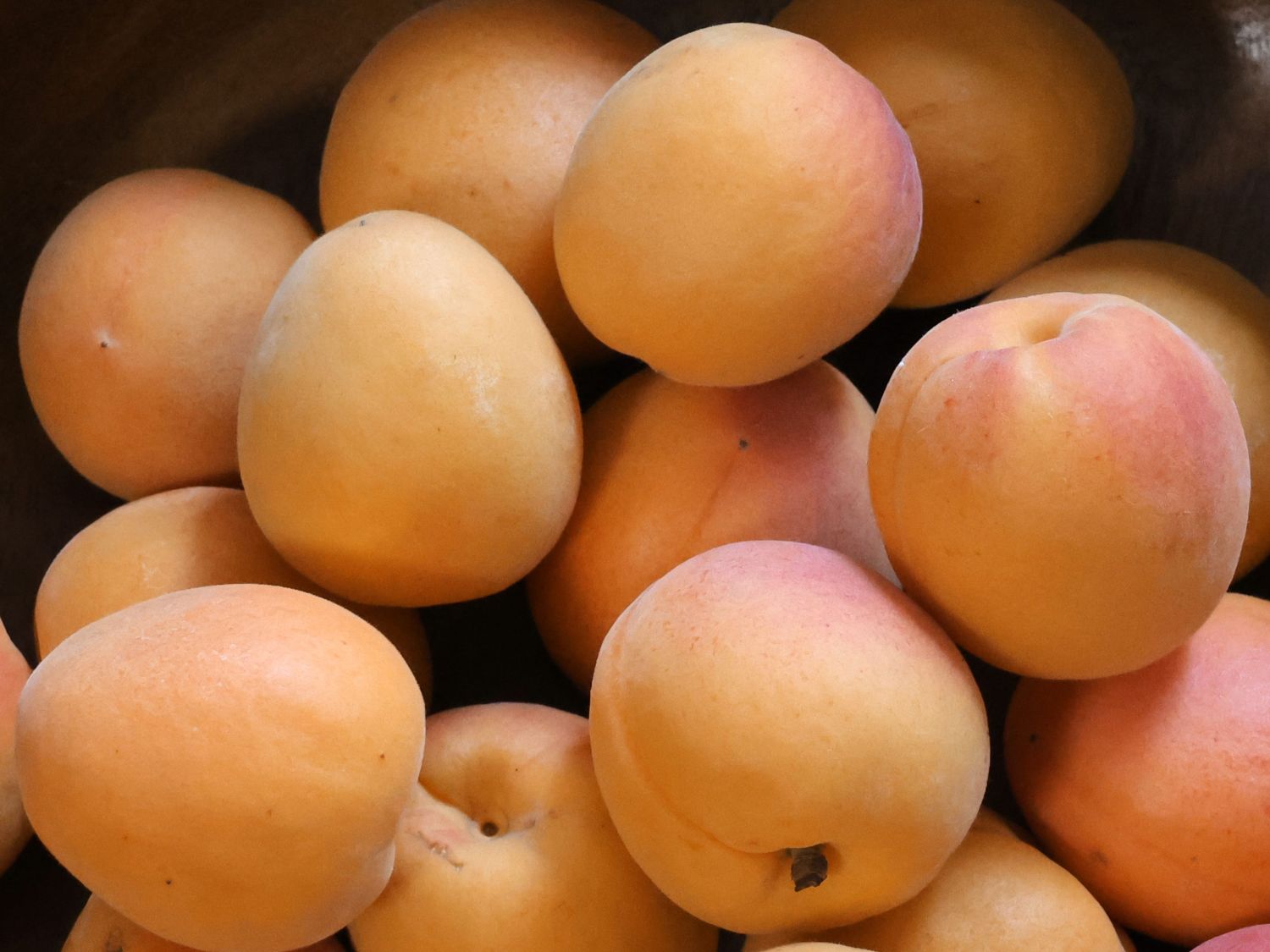 Zwerg-Aprikose 'Orange Beauty'