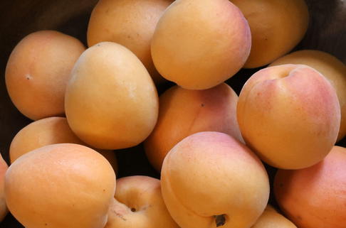 Zwerg-Aprikose 'Orange Beauty' - Prunus armeniaca 'Orange Beauty'