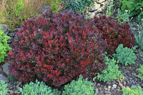 Zwerg-Berberitze - Berberis thunbergii 'Bagatelle'