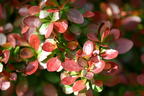 Zwerg-Berberitze - Berberis thunbergii 'Bagatelle'