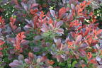 Zwerg-Berberitze - Berberis thunbergii 'Bagatelle'