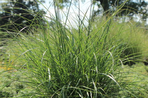 Zwerg-Chinaschilf 'Adagio' - Miscanthus sinensis 'Adagio'