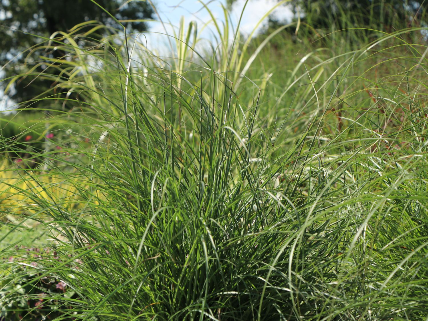 Zwerg-Chinaschilf 'Adagio' - Miscanthus sinensis 'Adagio'