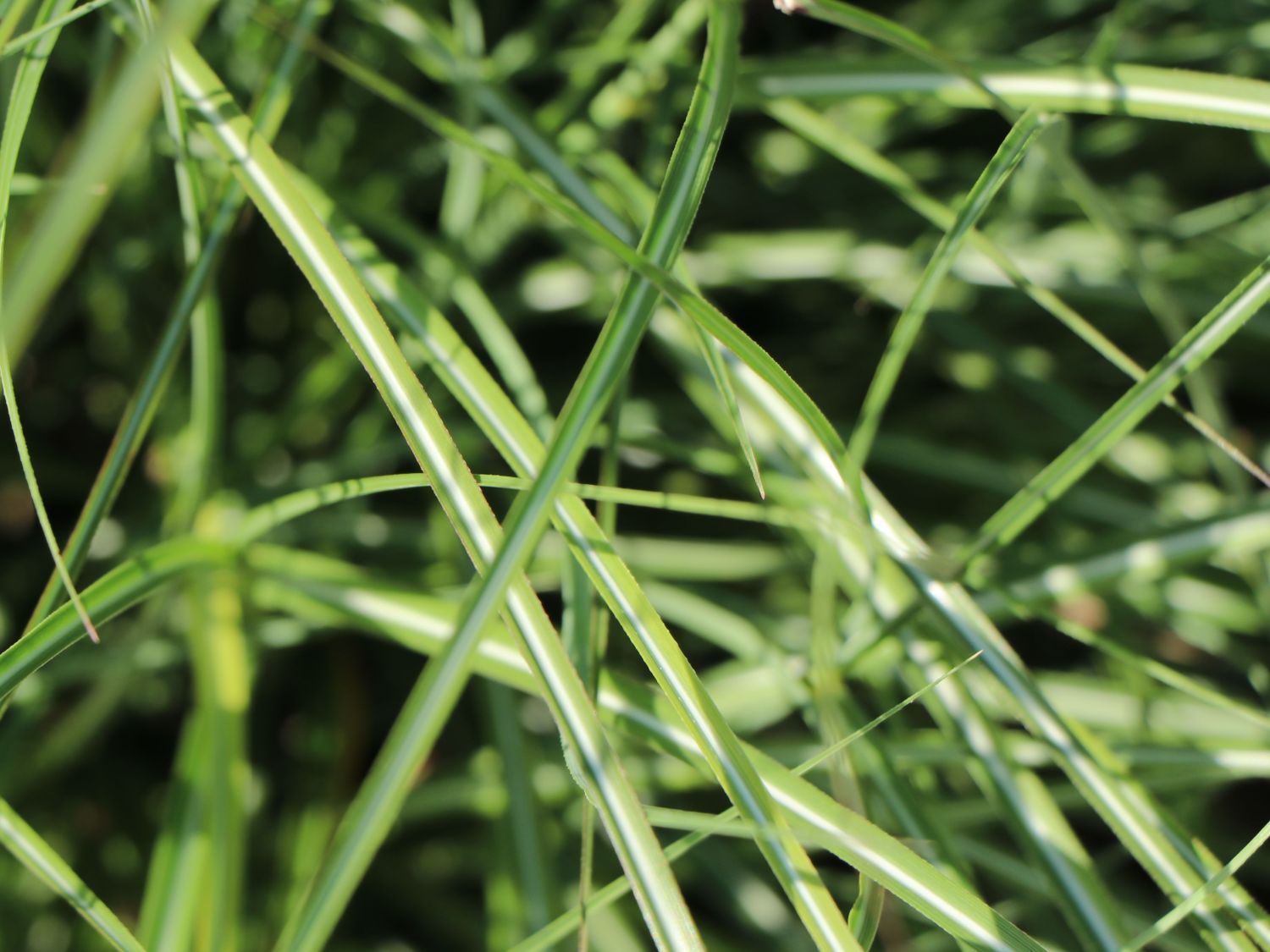 Zwerg-Chinaschilf 'Adagio' - Miscanthus sinensis 'Adagio'