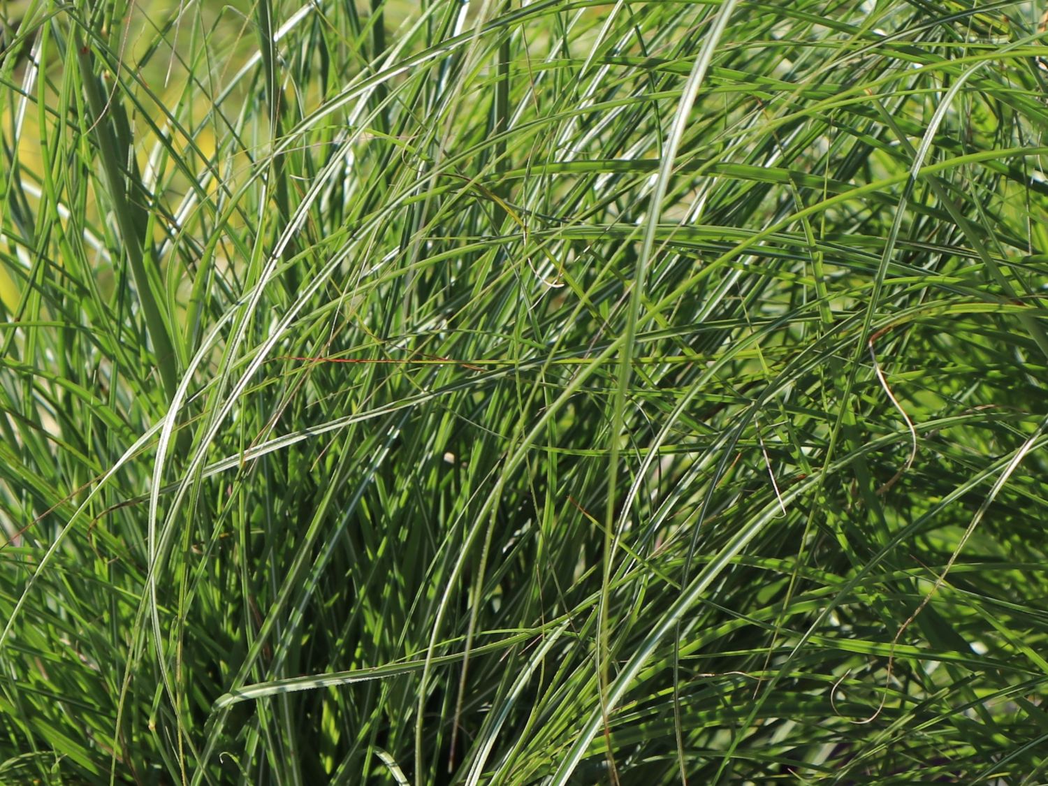 Zwerg-Chinaschilf 'Adagio' - Miscanthus sinensis 'Adagio'