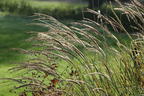 Zwerg-Chinaschilf 'Adagio' - Miscanthus sinensis 'Adagio'