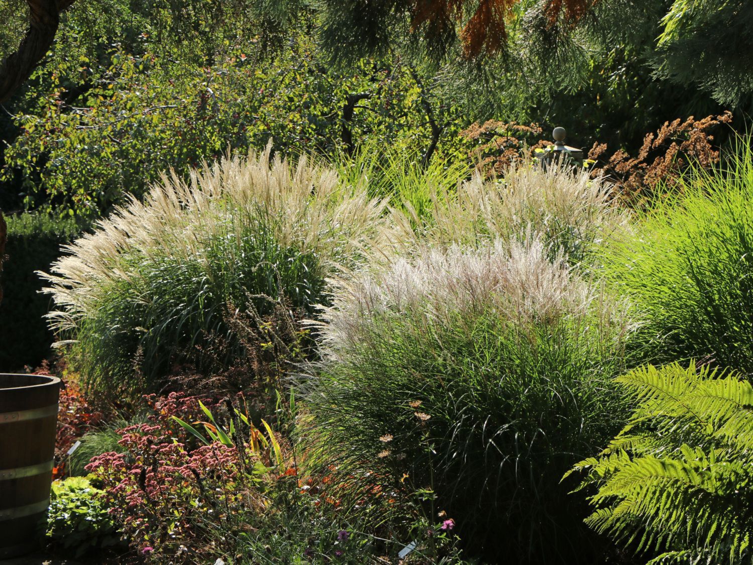 Zwerg-Chinaschilf 'Adagio' - Miscanthus sinensis 'Adagio'