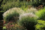 Zwerg-Chinaschilf 'Adagio' - Miscanthus sinensis 'Adagio'