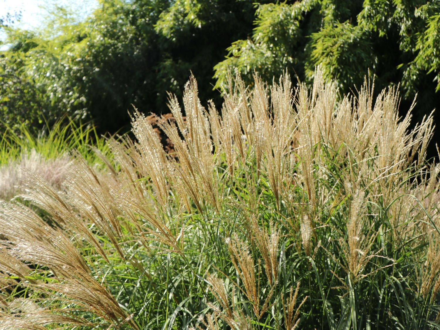 Zwerg-Chinaschilf 'Adagio' - Miscanthus sinensis 'Adagio'