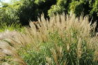 Zwerg-Chinaschilf 'Adagio' - Miscanthus sinensis 'Adagio'
