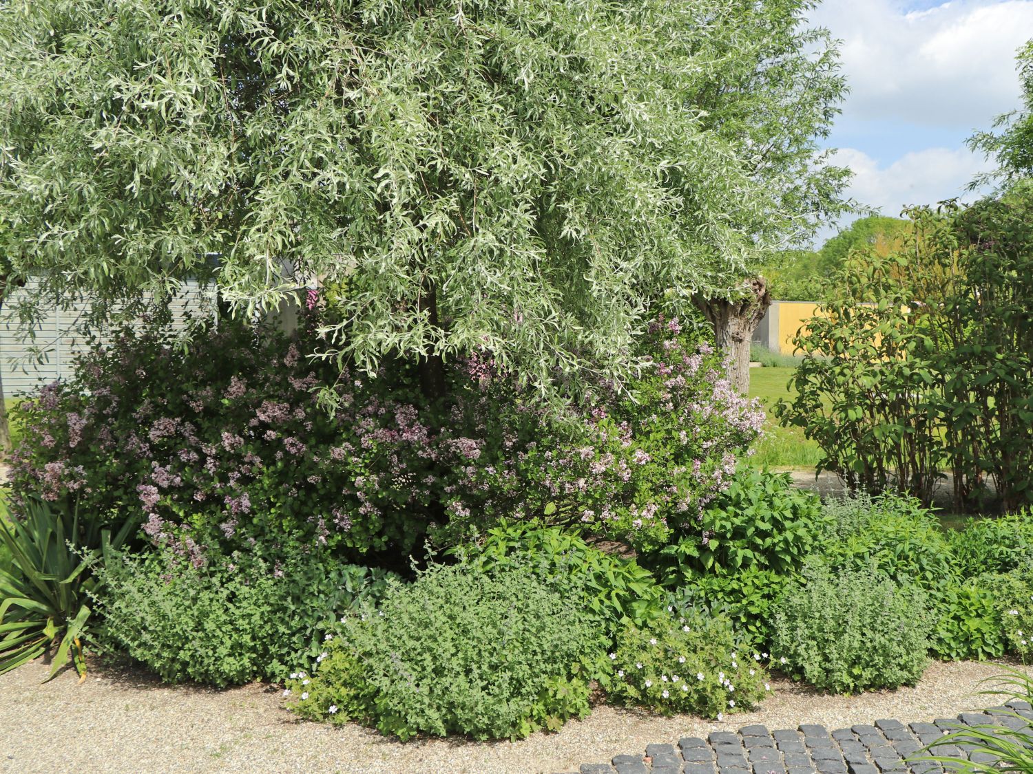 Zwerg-Duftflieder 'Palibin' - Syringa meyeri 'Palibin'