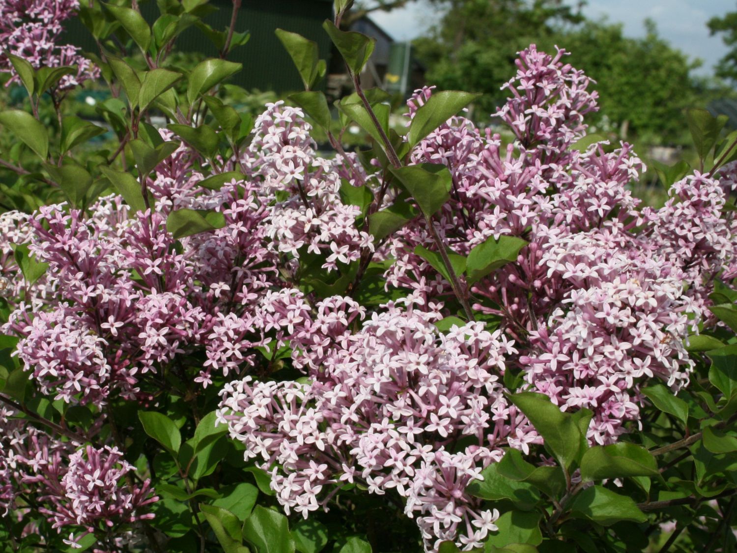 Zwerg-Duftflieder 'Palibin' - Syringa meyeri 'Palibin'