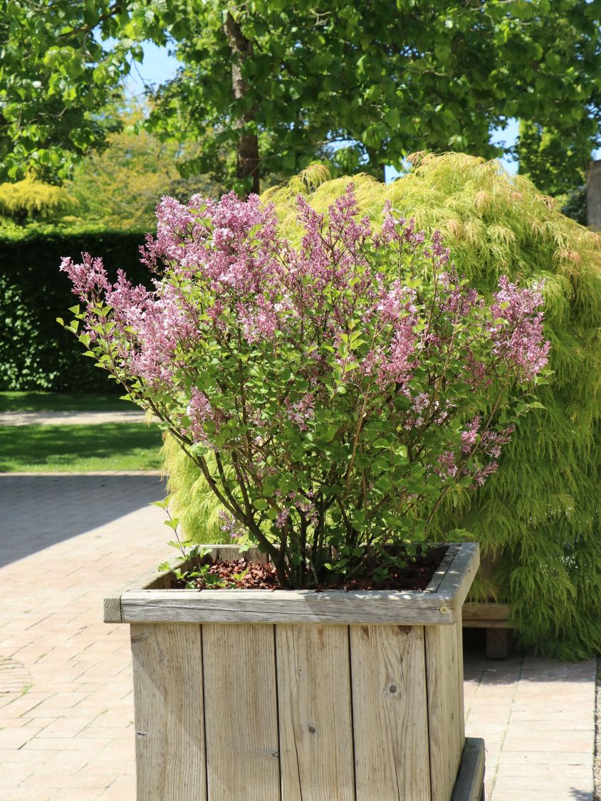 Zwerg-Duftflieder 'Palibin' - Syringa meyeri 'Palibin'