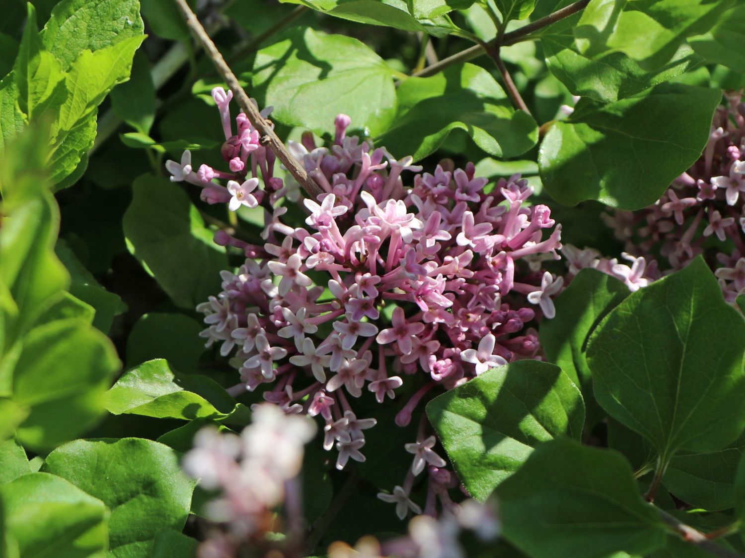 Zwerg-Duftflieder 'Palibin' - Syringa meyeri 'Palibin'