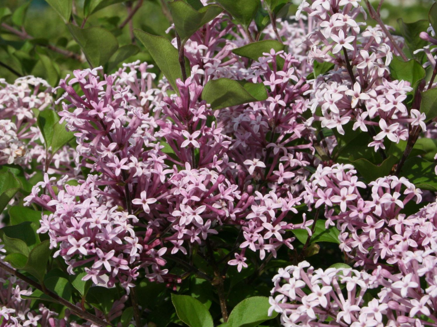 Zwerg-Duftflieder 'Palibin' - Syringa meyeri 'Palibin'