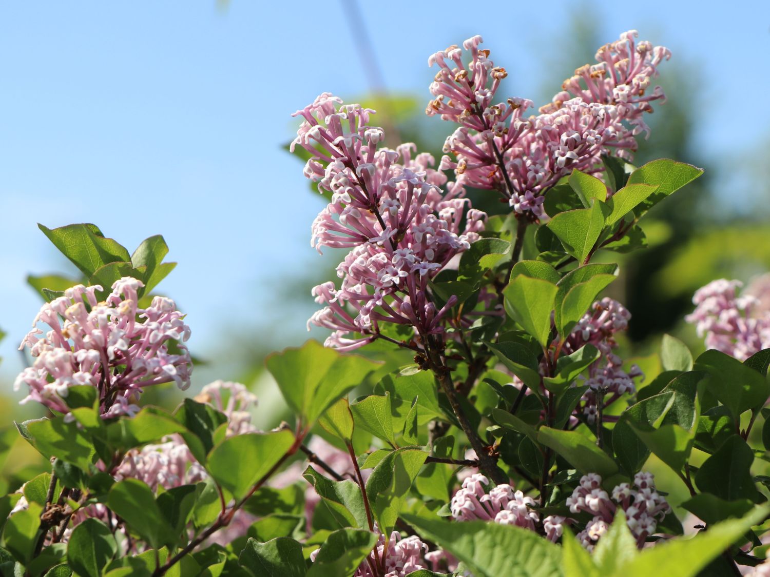Zwerg-Duftflieder 'Palibin' - Syringa meyeri 'Palibin'