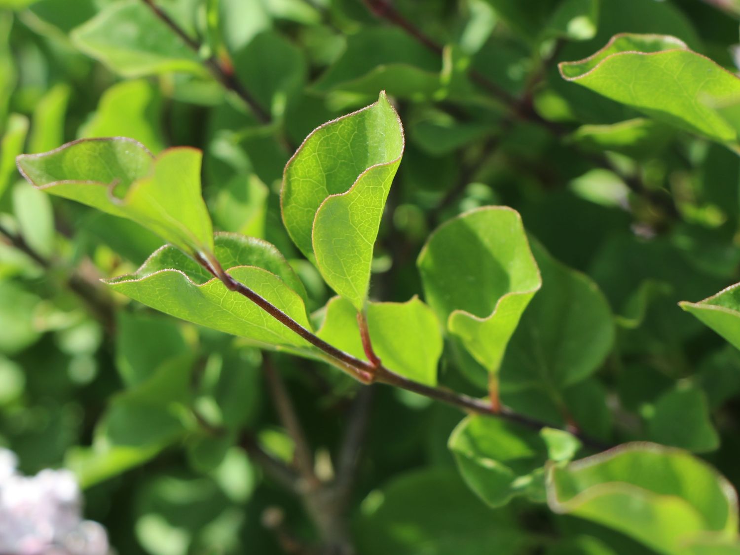Zwerg-Duftflieder 'Palibin' - Syringa meyeri 'Palibin'