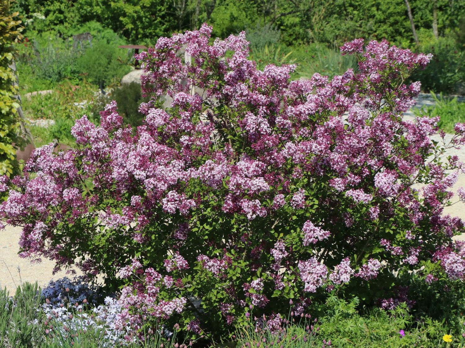 Zwerg-Duftflieder 'Palibin' - Syringa meyeri 'Palibin'