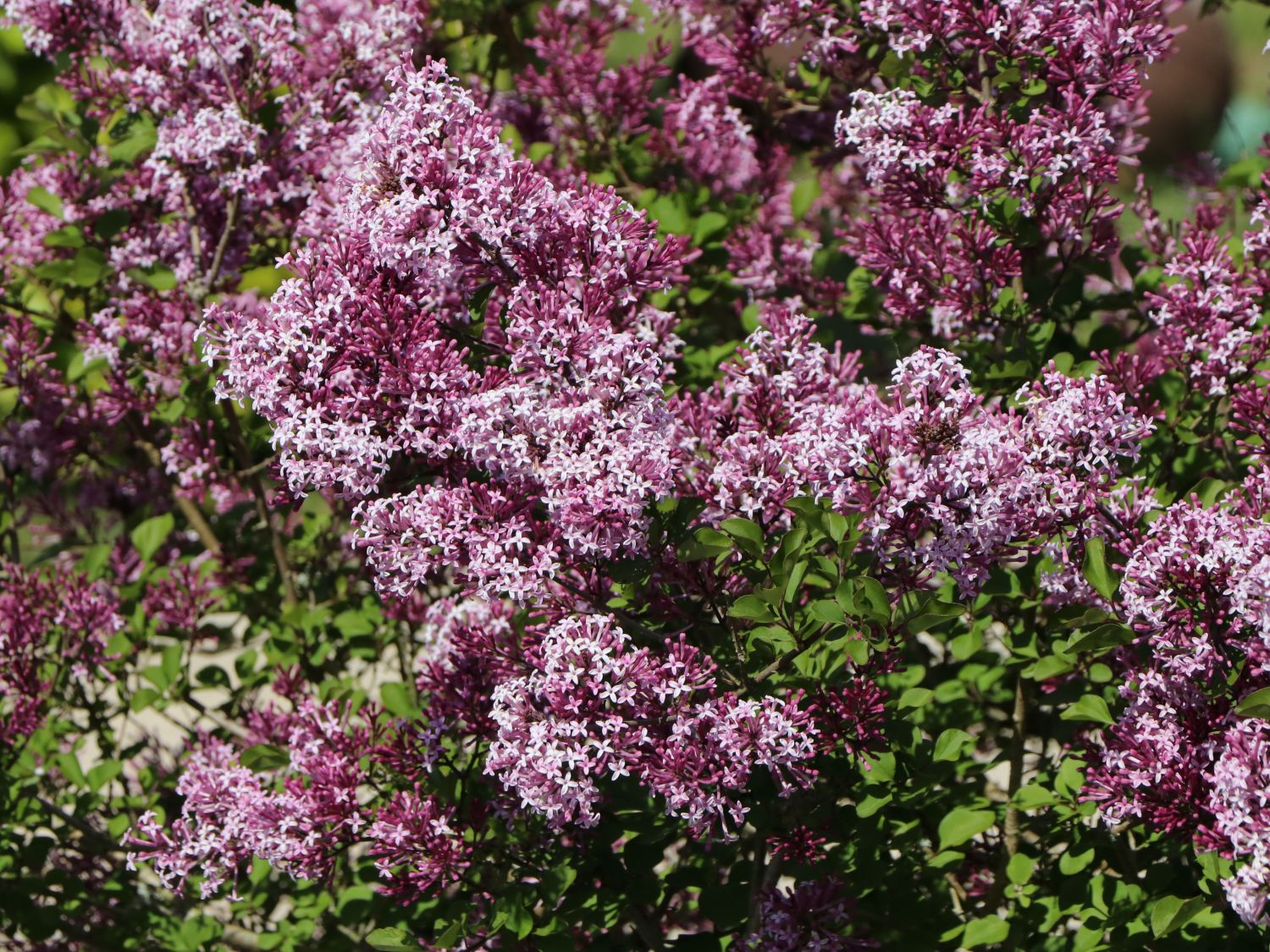 Zwerg-Duftflieder 'Palibin' - Syringa meyeri 'Palibin'