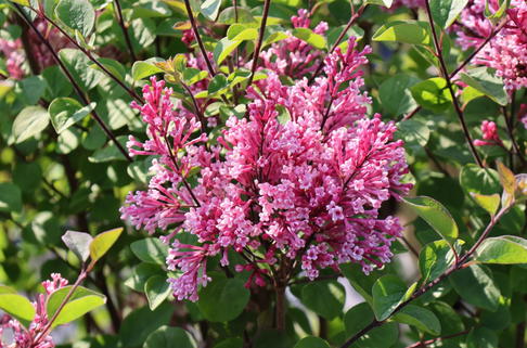 Zwerg-Duftflieder 'Tinkerbelle' ® - Syringa 'Tinkerbelle' ®