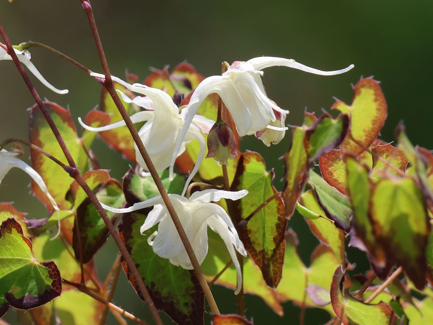 Zwerg-Elfenblume 'Bandit'