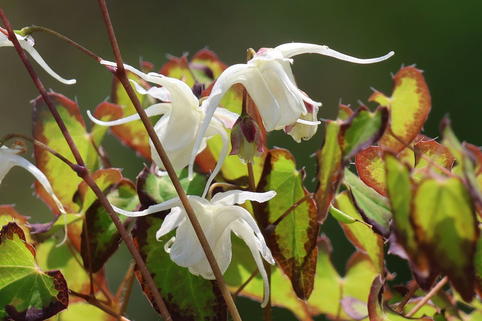 Zwerg-Elfenblume 'Bandit' - Epimedium grandiflorum var. higoense 'Bandit'