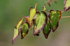 Zwerg-Elfenblume 'Bandit' - Epimedium grandiflorum var. higoense 'Bandit'