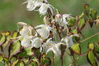 Zwerg-Elfenblume 'Bandit' - Epimedium grandiflorum var. higoense 'Bandit'