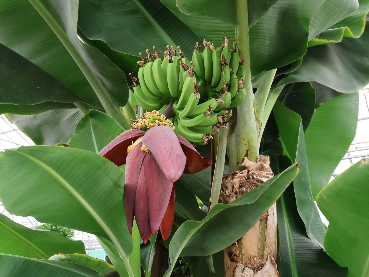 Zwerg-Essbanane / Bananenstaude 'Dwarf Cavendish' - Musa acuminata 'Dwarf Cavendish'
