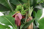 Zwerg-Essbanane / Bananenstaude 'Dwarf Cavendish' - Musa acuminata 'Dwarf Cavendish'