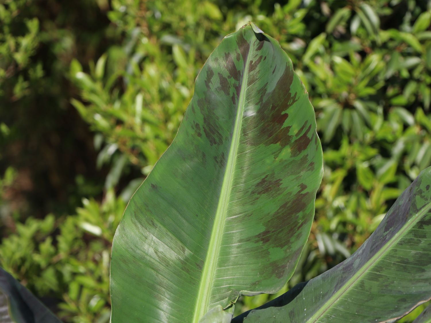 Zwerg-Essbanane / Bananenstaude 'Dwarf Cavendish' - Musa acuminata 'Dwarf Cavendish'
