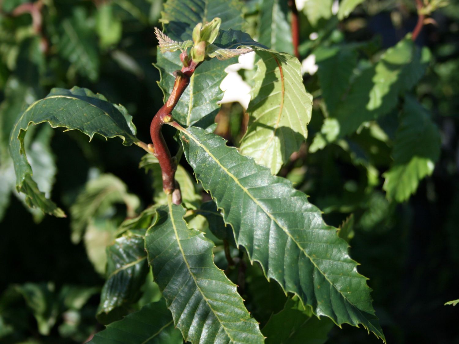 Zwerg-Esskastanie 'Vincent van Gogh'