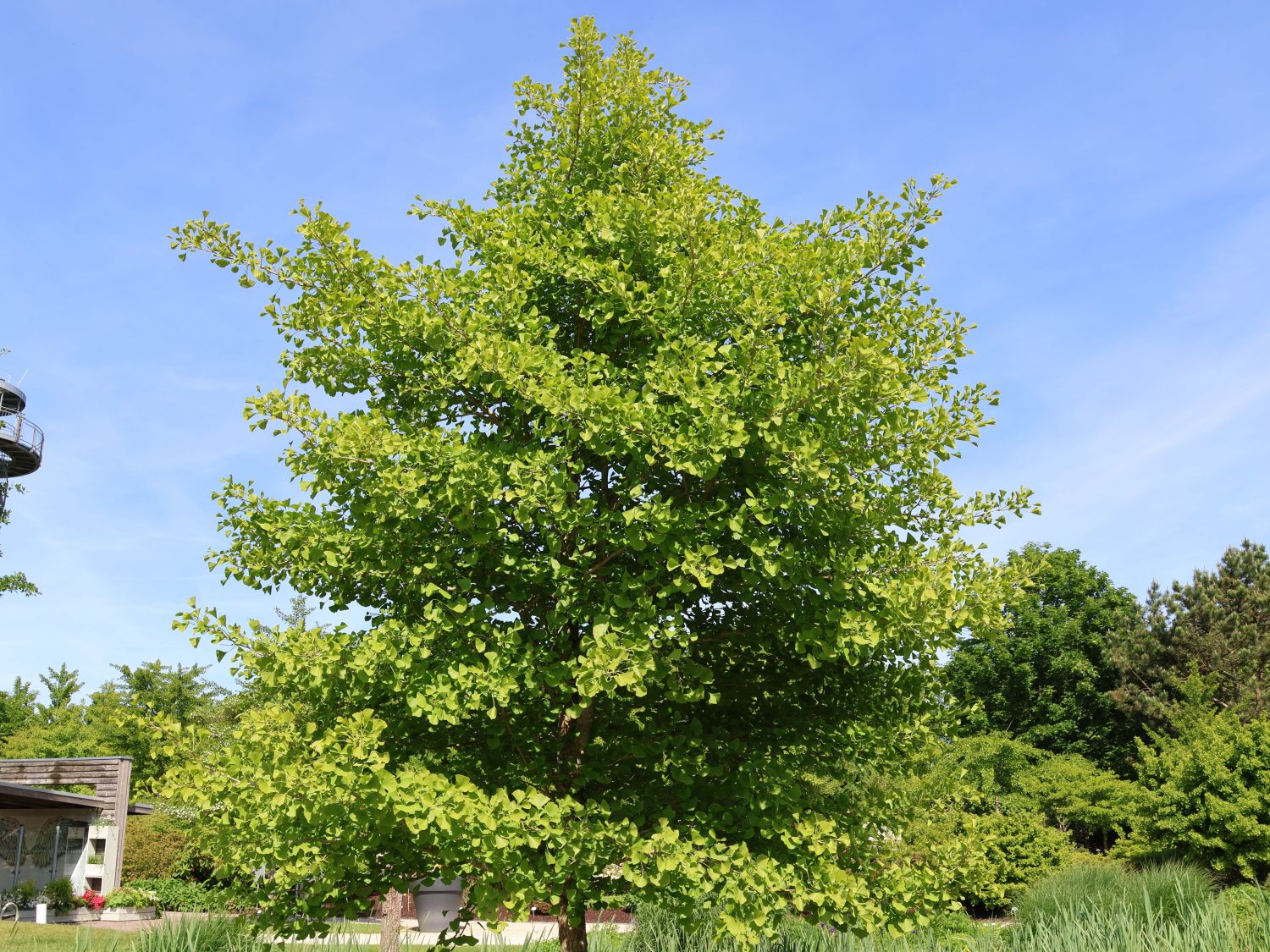 Zwerg-Fächerblattbaum 'Tit' - Ginkgo biloba 'Tit'
