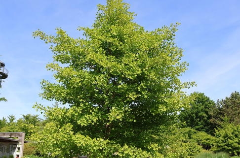 Zwerg-Fächerblattbaum 'Tit' - Ginkgo biloba 'Tit'