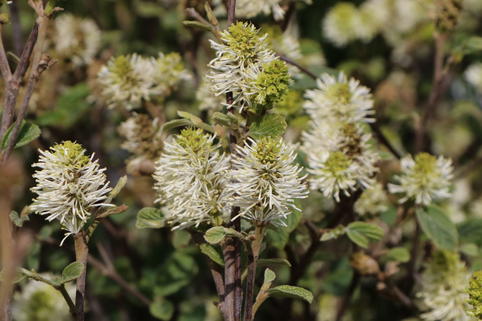 Zwerg-Federbuschstrauch 'Blue Shadow' - Fothergilla gardenii 'Blue Shadow'