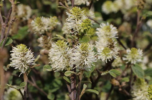 Zwerg-Federbuschstrauch 'Blue Shadow' - Fothergilla gardenii 'Blue Shadow'