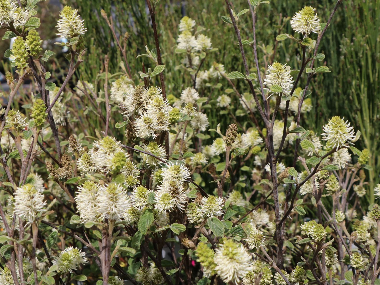 Zwerg-Federbuschstrauch 'Blue Shadow' - Fothergilla gardenii 'Blue Shadow'