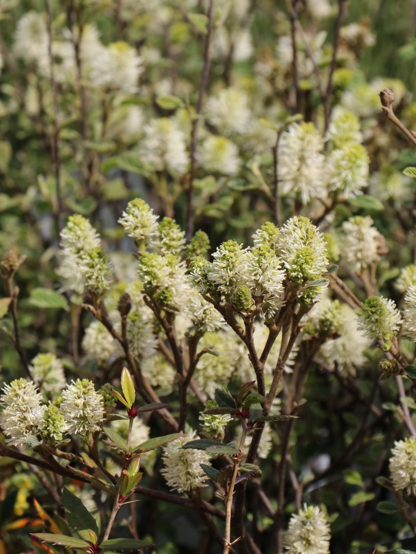 Zwerg-Federbuschstrauch 'Blue Shadow' - Fothergilla gardenii 'Blue Shadow'