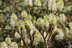 Zwerg-Federbuschstrauch 'Blue Shadow' - Fothergilla gardenii 'Blue Shadow'