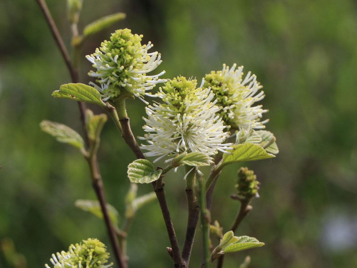Zwerg-Federbuschstrauch 'Blue Shadow' - Fothergilla gardenii 'Blue Shadow'