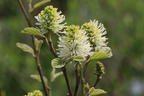 Zwerg-Federbuschstrauch 'Blue Shadow' - Fothergilla gardenii 'Blue Shadow'