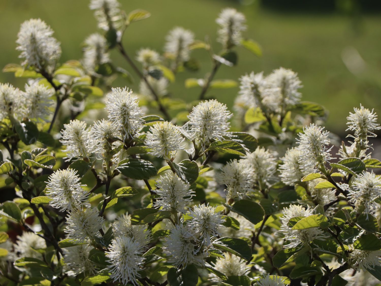 Zwerg-Federbuschstrauch 'Blue Shadow' - Fothergilla gardenii 'Blue Shadow'