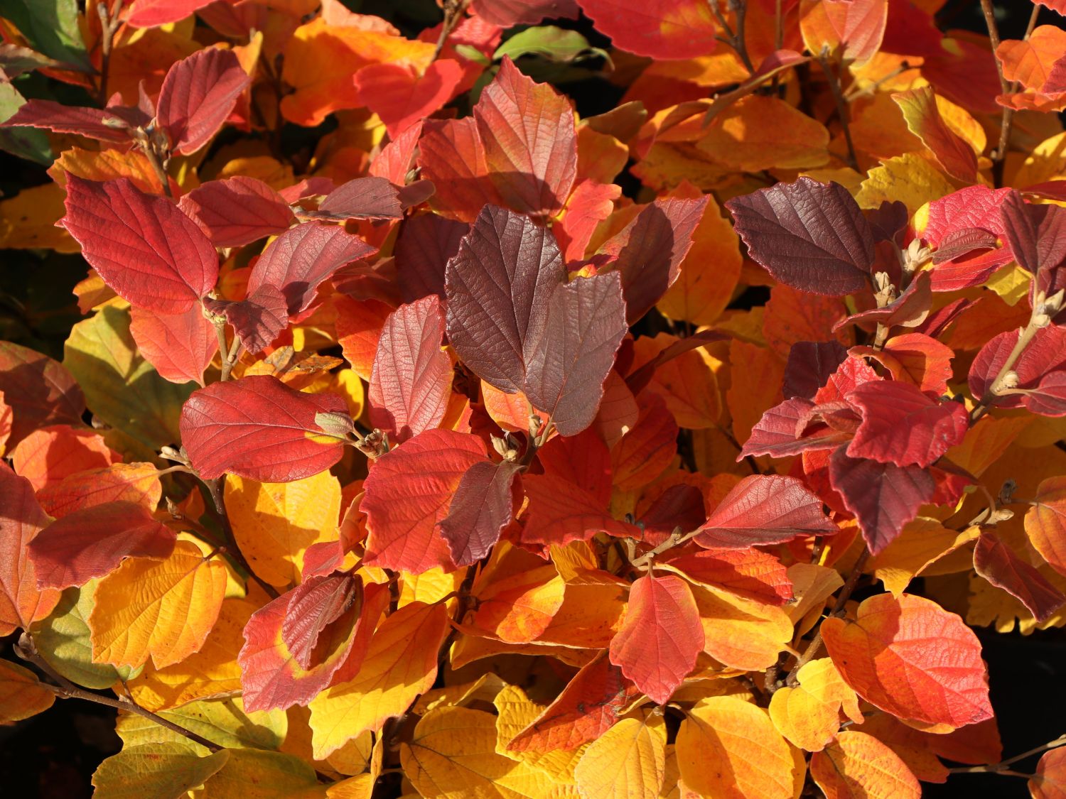 Zwerg-Federbuschstrauch 'Blue Shadow' - Fothergilla gardenii 'Blue Shadow'