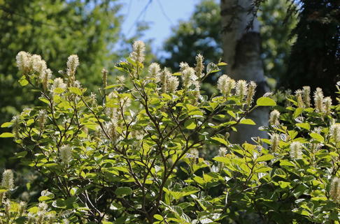 Zwerg-Federbuschstrauch - Fothergilla gardenii