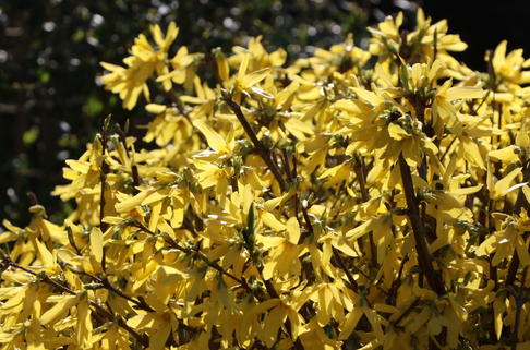Zwerg-Forsythie / Goldglöckchen 'Nimbus' - Forsythia x intermedia 'Nimbus'