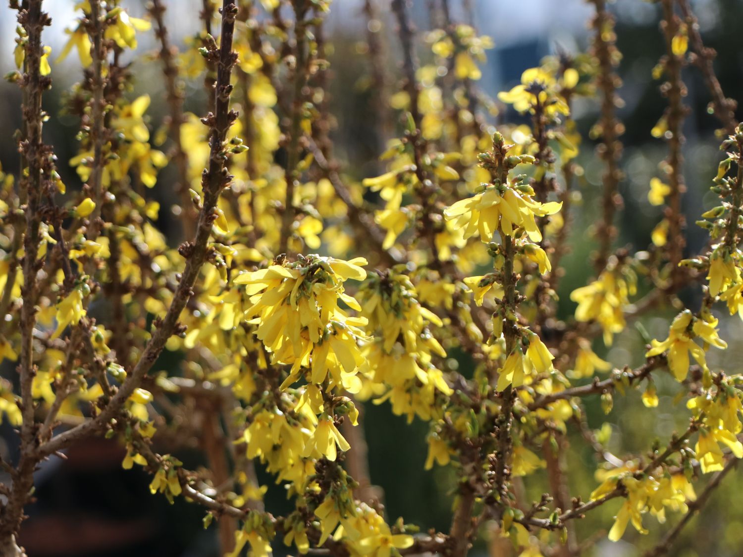 Zwerg-Forsythie / Goldglöckchen 'Nimbus' - Forsythia x intermedia 'Nimbus'