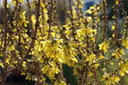 Zwerg-Forsythie / Goldglöckchen 'Nimbus' - Forsythia x intermedia 'Nimbus'