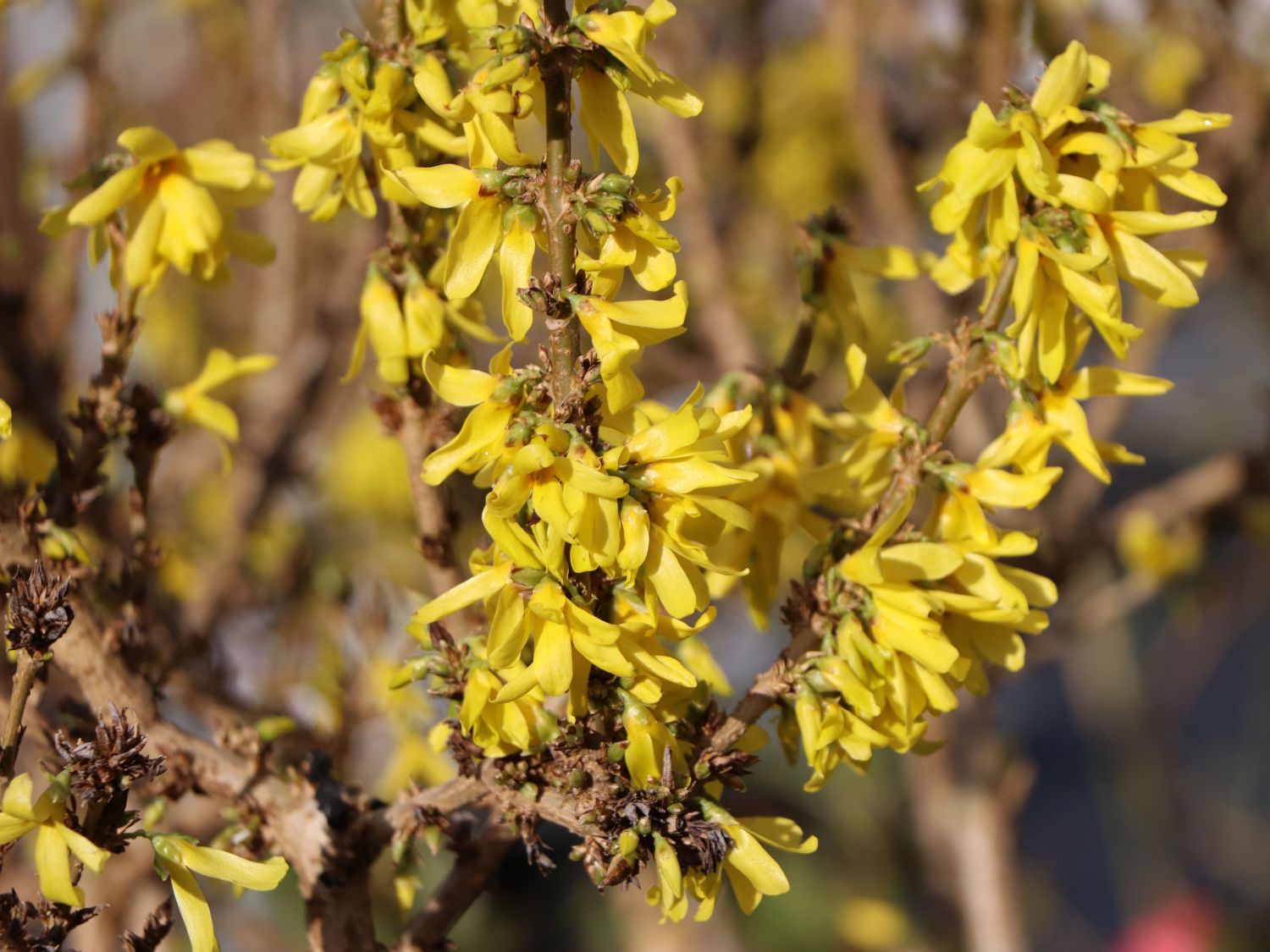 Zwerg-Forsythie / Goldglöckchen 'Nimbus' - Forsythia x intermedia 'Nimbus'