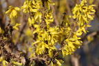 Zwerg-Forsythie / Goldglöckchen 'Nimbus' - Forsythia x intermedia 'Nimbus'